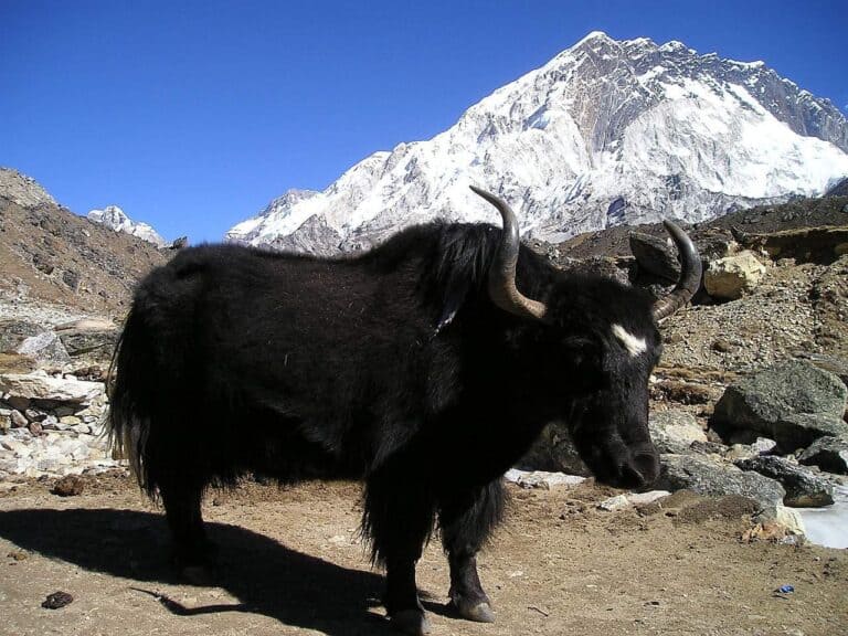 Unraveling the Mysteries of Yaks and Enticing Yak Fiber: Everything You Need to Know